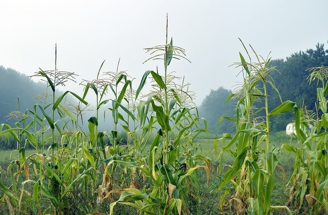 eat healthy with your own organic garden
