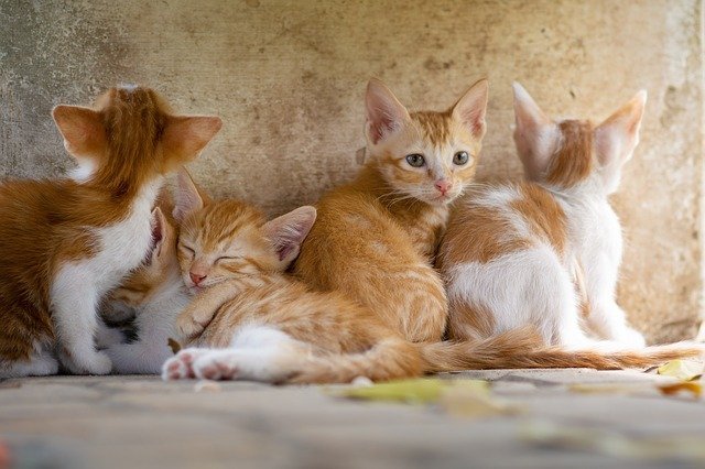 everything you need to know about cat care