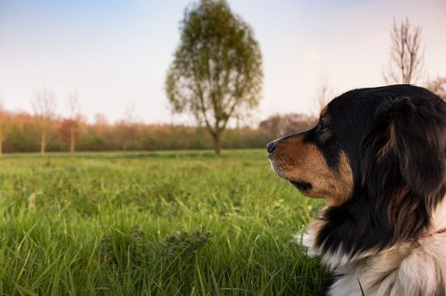 everything you need to know about effective training your dog
