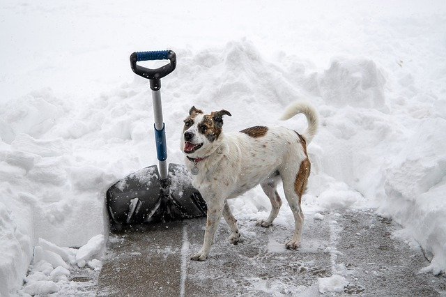 everything you should know about caring for dogs