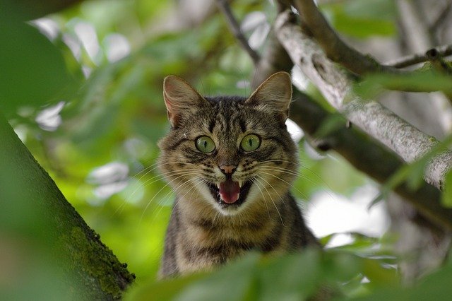 everything you should know about caring for your cat