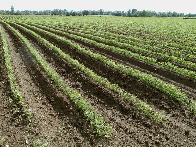 Excellent Tips For Growing An Organic Garden 1