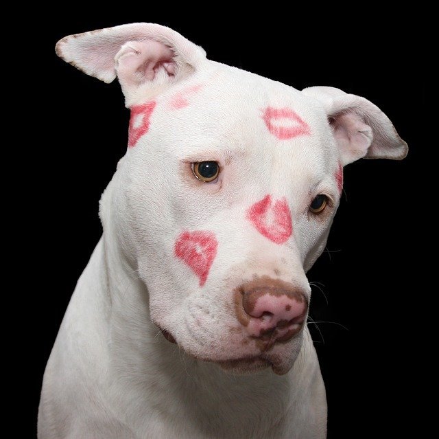 have a happy healthy dog with these tips
