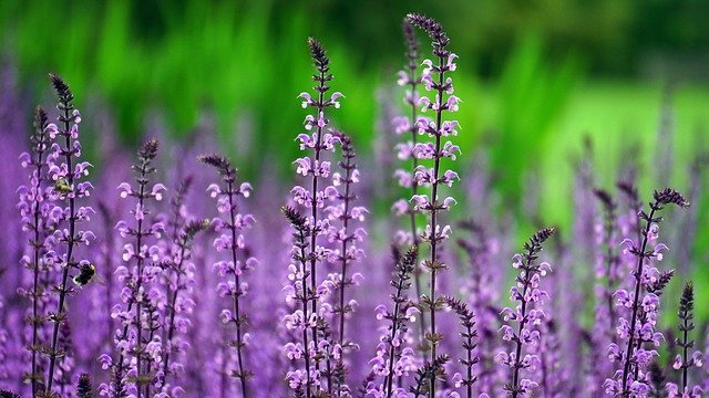 how to grown and organic vegetable garden