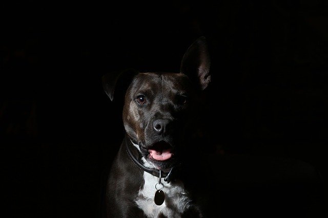 Need To Fix Problems Related To Dogs? The Advice Here Can Help 1