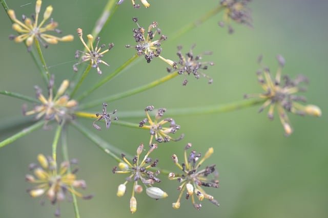 organic gardening tips that everybody should know
