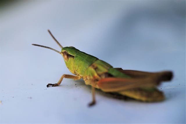 read these tips to learn how to control pests