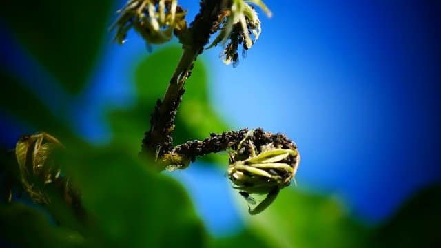 ridding your home of pests tips and tricks