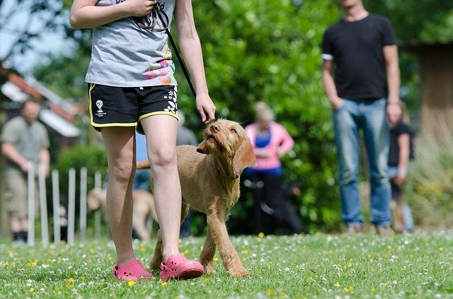 simple training tips to help you with your dog