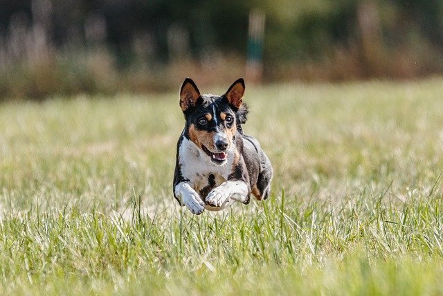 these tips will make training your dog really easy