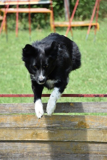 training your dog without headaches try these ideas to help