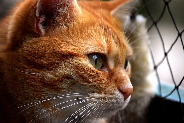 understanding the cat some tips and advice