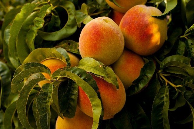 use these tips to grow a better organic garden