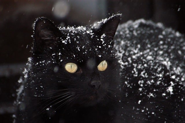 what every cat care giver should know