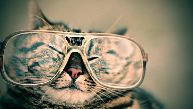 your cats health diseases to watch for
