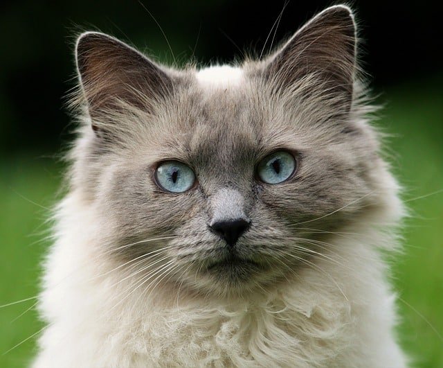 being a great care giver cat tips