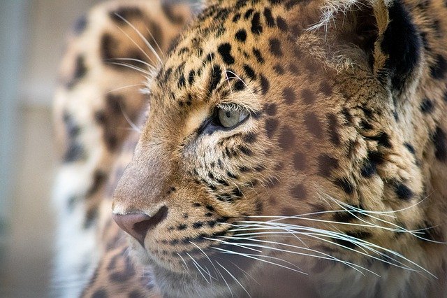 Cat Care Made Simple With These Tips. 1 cat care made simple with these tips