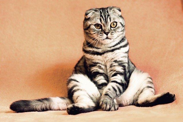 Cat Tips You Need To Know About 1 cat tips you need to know about