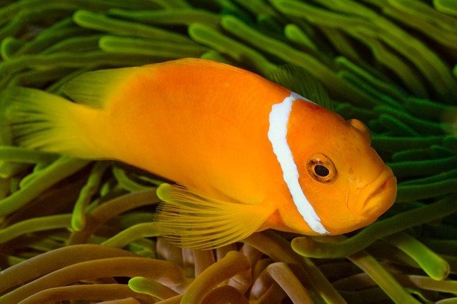 Catch More Fish Today With These Fishing Tips! 1 catch more fish today with these fishing tips