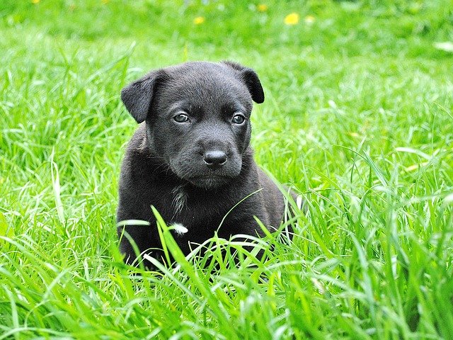 enjoy your dog by using these tips