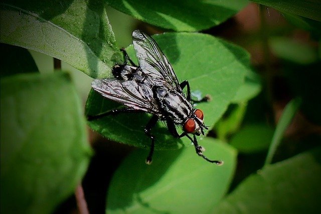 Get A Handle On Your Home Pests With This Advice 1 get a handle on your home pests with this advice