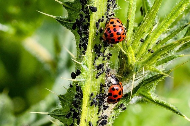 get rid of bugs once and for all