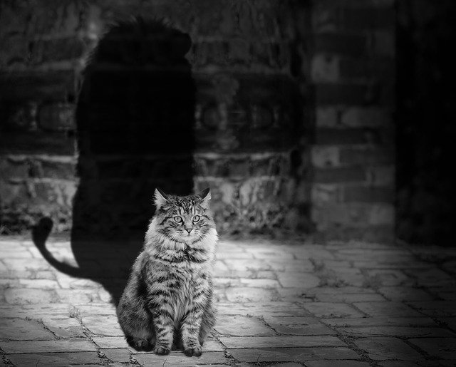 good solid advice about cats that anyone can use