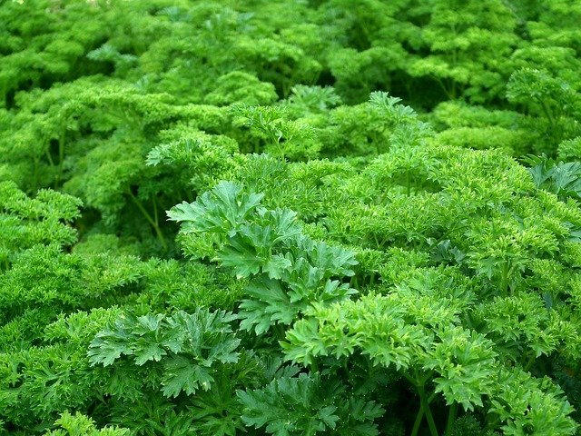 help your garden grow with these simple tips