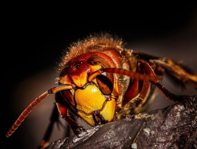 how to say goodbye to pests