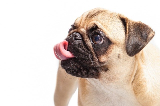 Perplexed By Dogs? We Have The Knowledge You Need 1