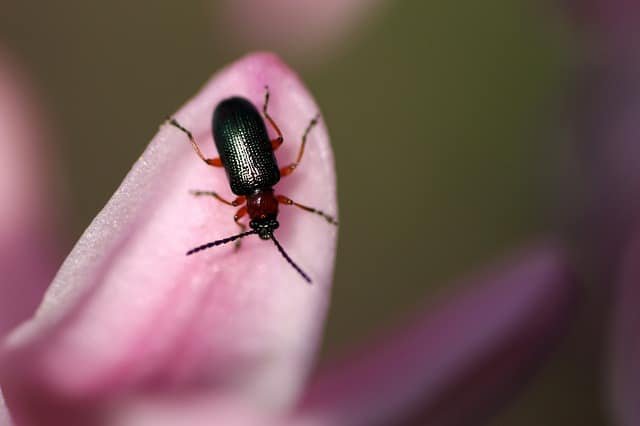 pest control tips you cant control pests without