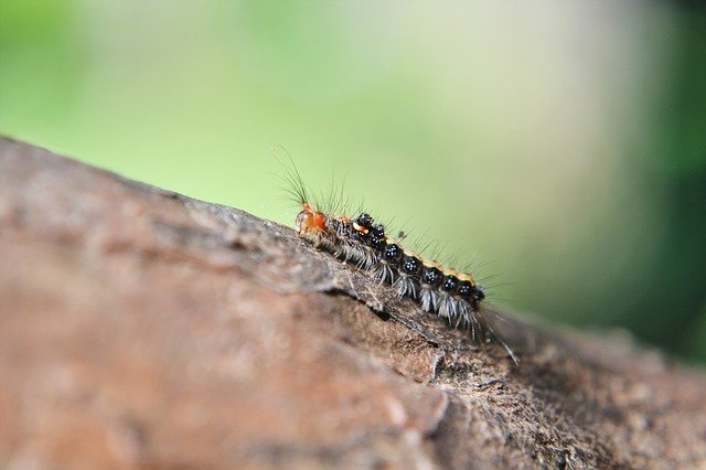 Pest Control Tricks That Anyone Can Use 1 pest control tricks that anyone can use