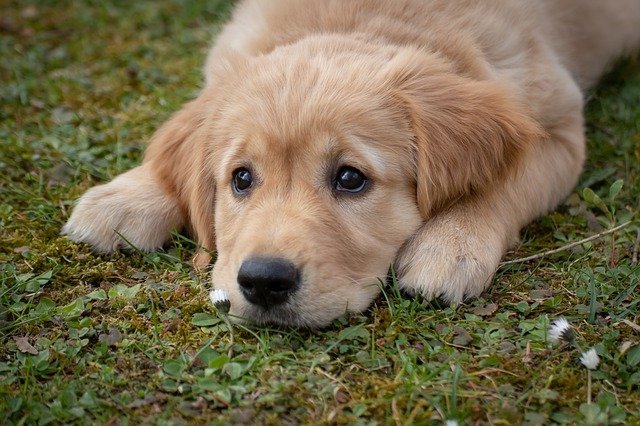 Real Advice For Dealing With Problems Related To Dogs 1 real advice for dealing with problems related to dogs