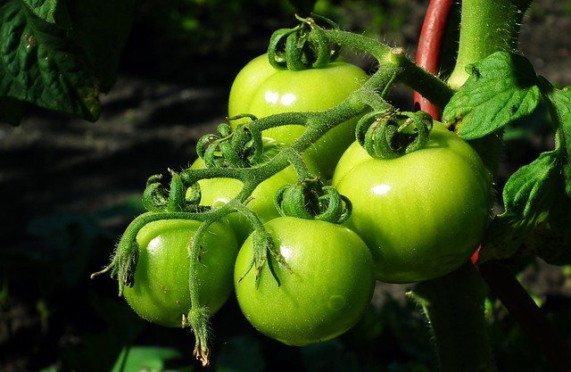 the best advice on growing a great organic garden