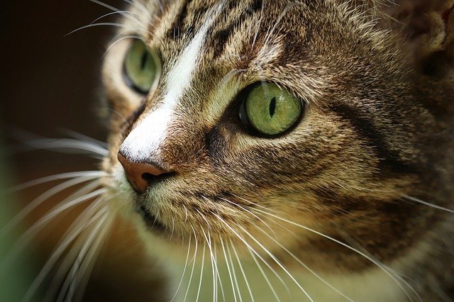 the best methods for caring for your cat