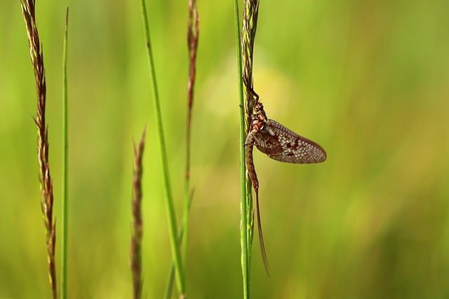 the best ways to handle your pest issues