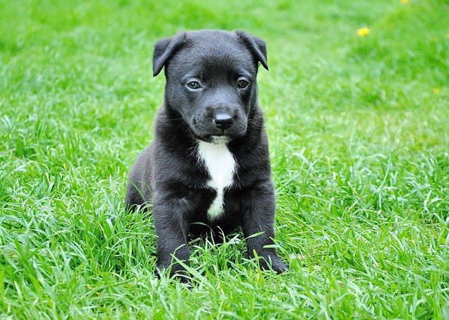 The First 30 Days With Your New Dog 1 the first days with your new dog