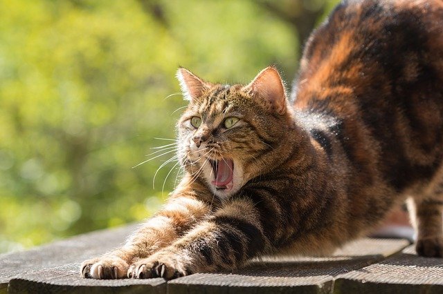 The Joys And Cares Of Owning A Cat 1 the joys and cares of owning a cat