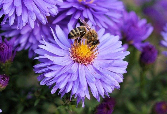 things you need to know if you are taking up organic horticulture