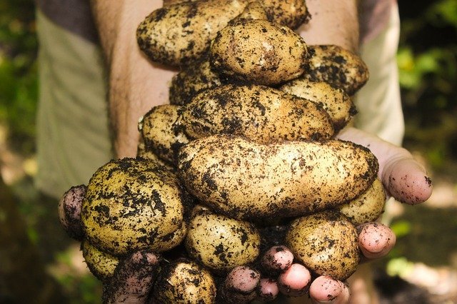 Tips For Growing Plants The Organic Way 1 tips for growing plants the organic way