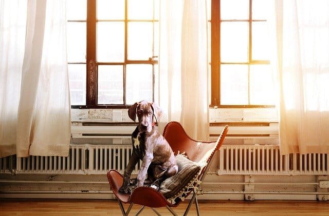 Tips From The Pros On Dog Care 1 tips from the pros on dog care