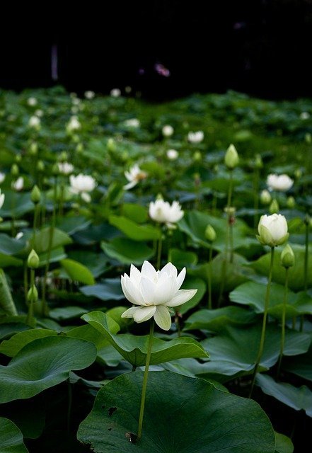 Tips On 'How To' Garden 1 tips on how to garden