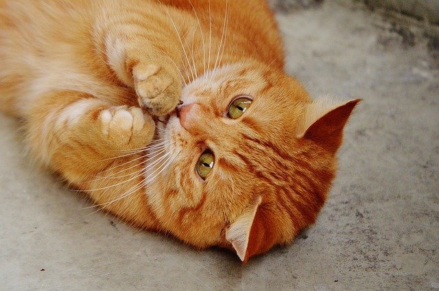 Top Tips And Advice Every Cat Owner Should Know 1 top tips and advice every cat owner should know
