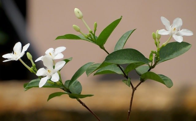 useful information for becoming an organic gardener