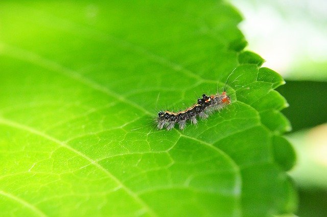 Win Over Bugs With These Pest Control Ideas 1 win over bugs with these pest control ideas
