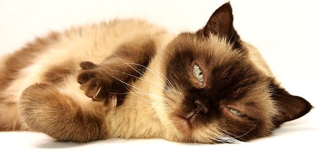 Cat Care - Everything You Need To Know 1 cat care everything you need to know