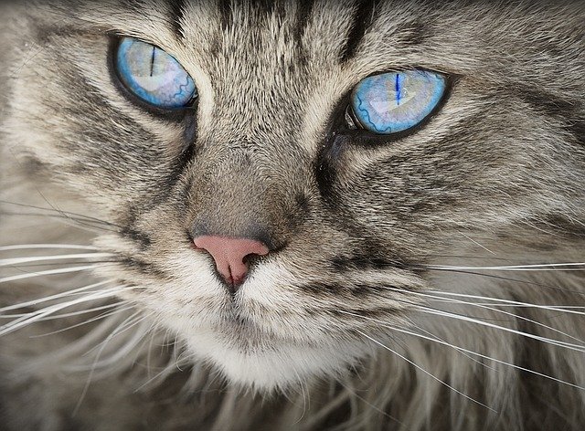 cat care what you should know about your pet