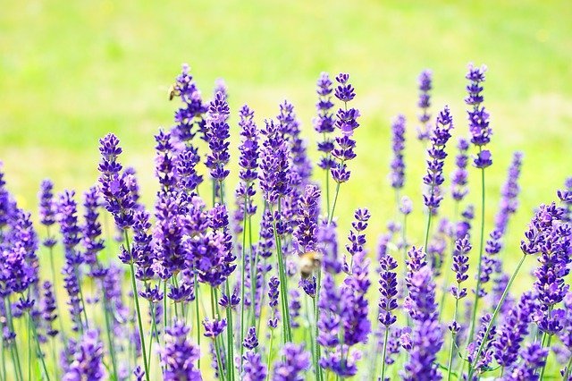 easy ways to improve your garden at home