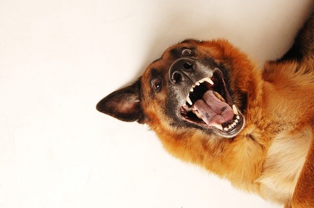 Enjoy A Healthy And Happy Dog With These Ideas. 1 enjoy a healthy and happy dog with these ideas