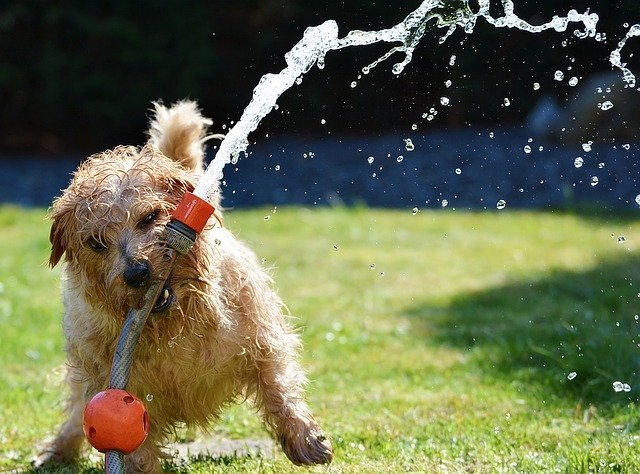 Excellent Advice About Dogs That You Will Want To Read 1